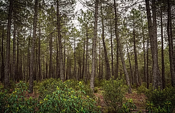 bosques_vivewuada_